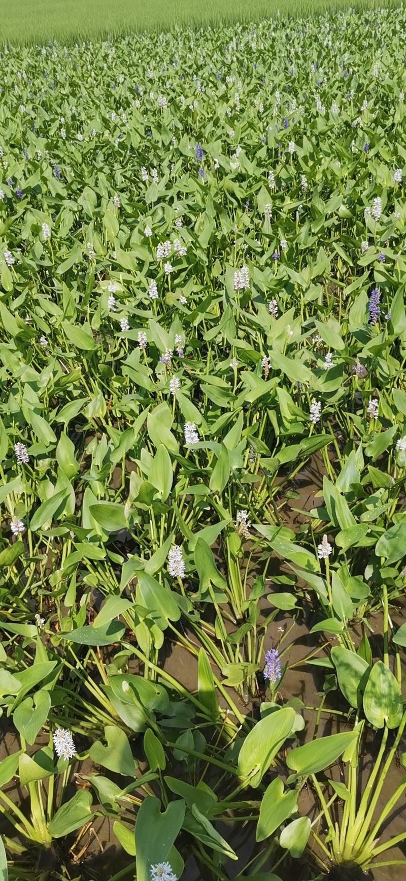 梭鱼草海寿花水生植物观赏草基地直销