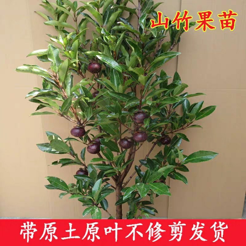 【红肉山竹】山竹树苗果树苗盆栽地栽山竹树苗南北方种植