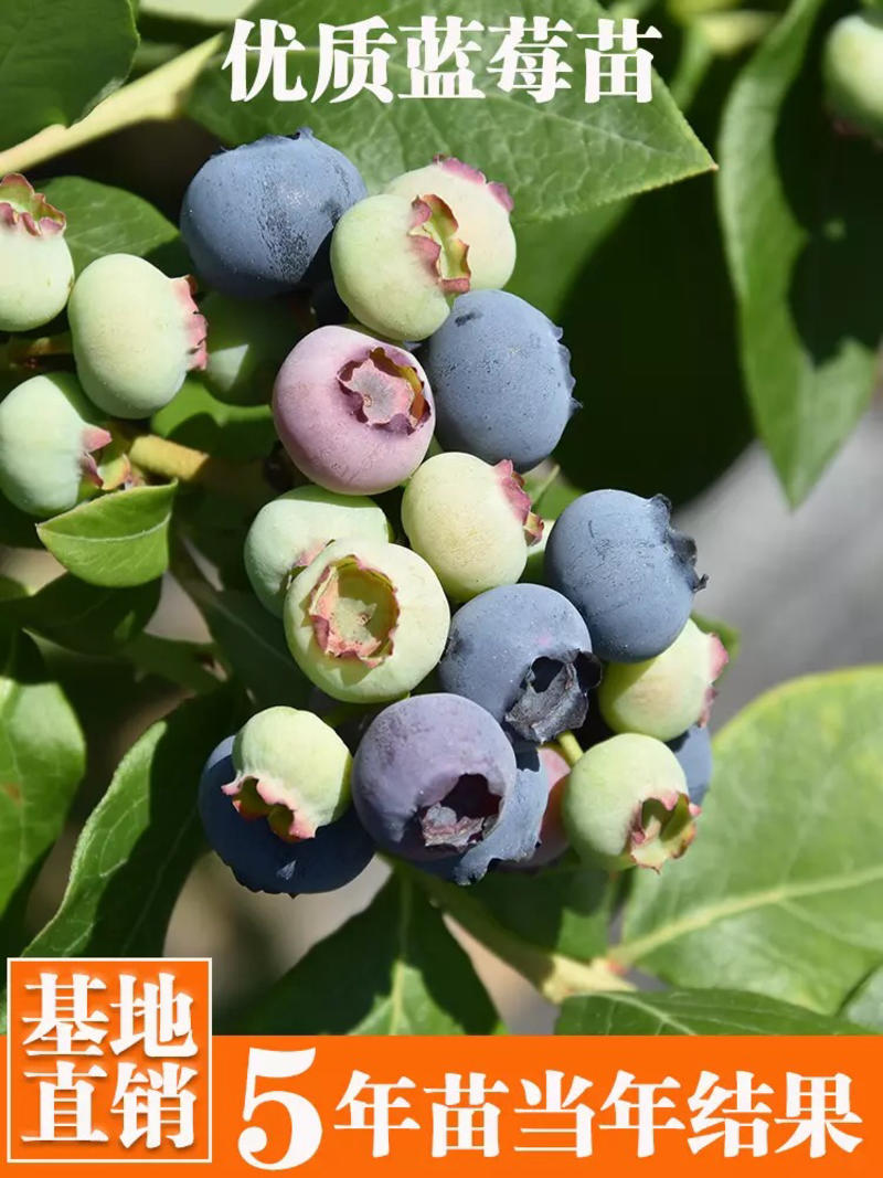 蓝莓树苗地栽盆栽当年结果苗南北方种植庭院特大果树苗