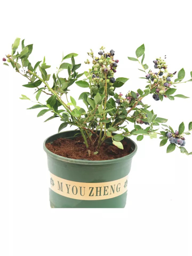 蓝莓树苗地栽盆栽当年结果苗南北方种植庭院特大果树苗