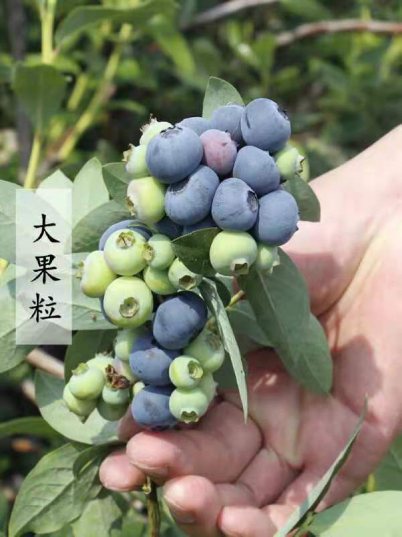 蓝莓树苗地栽盆栽当年结果苗南北方种植庭院特大果树苗