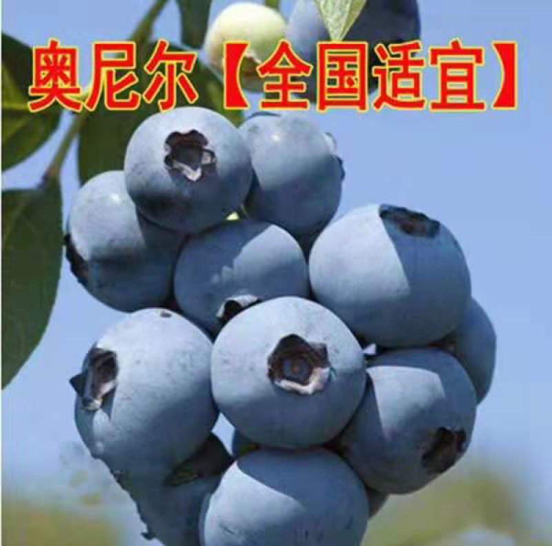 蓝莓树苗地栽盆栽当年结果苗南北方种植庭院特大果树苗