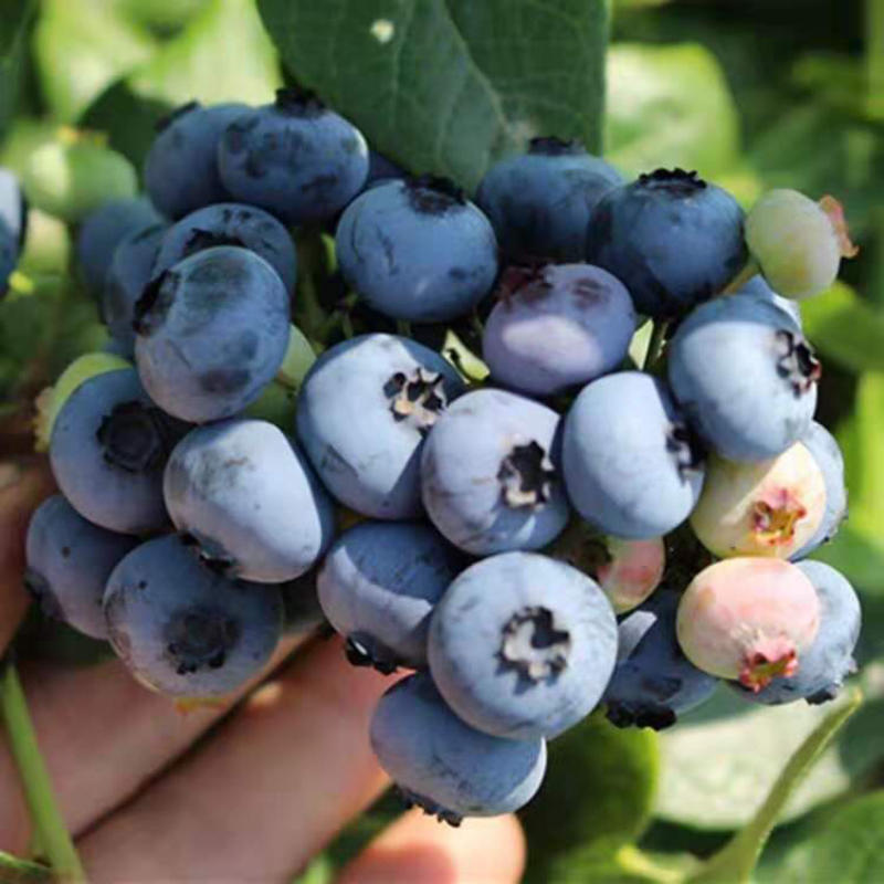 蓝莓树苗地栽盆栽当年结果苗南北方种植庭院特大果树苗