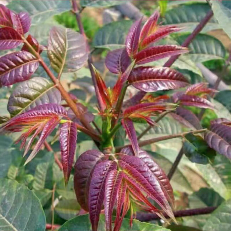 香椿树苗红油香椿树苗现挖现发量大从优