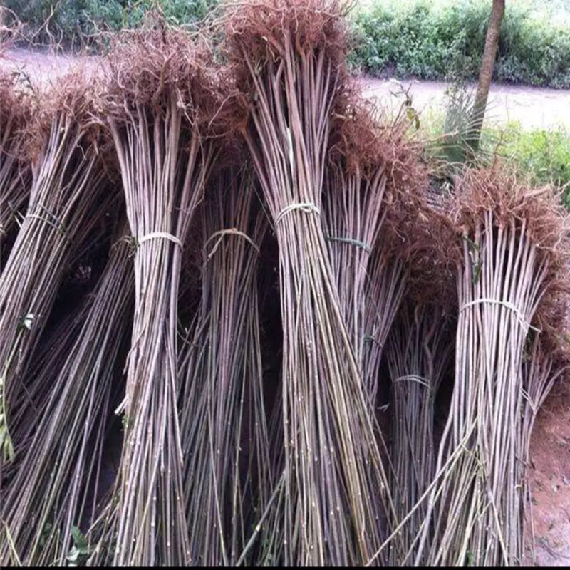 香椿树苗红油香椿树苗现挖现发量大从优