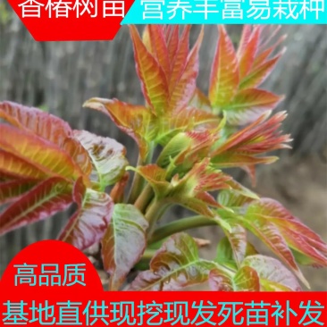 香椿树苗红油香椿树苗现挖现发量大从优