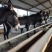 德州驴苗免费送货，提供技术，急售3000头