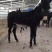 肉驴苗免费送货，提供技术，急售3000头