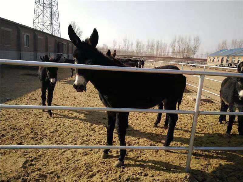 肉驴苗免费送货，提供技术，急售3000头