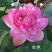 精品荷花苗品种优良，花色繁多，全国发货量大从优