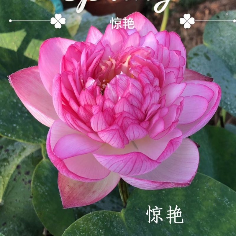精品荷花苗品种优良，花色繁多，全国发货量大从优