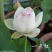 精品荷花苗品种优良，花色繁多，全国发货量大从优