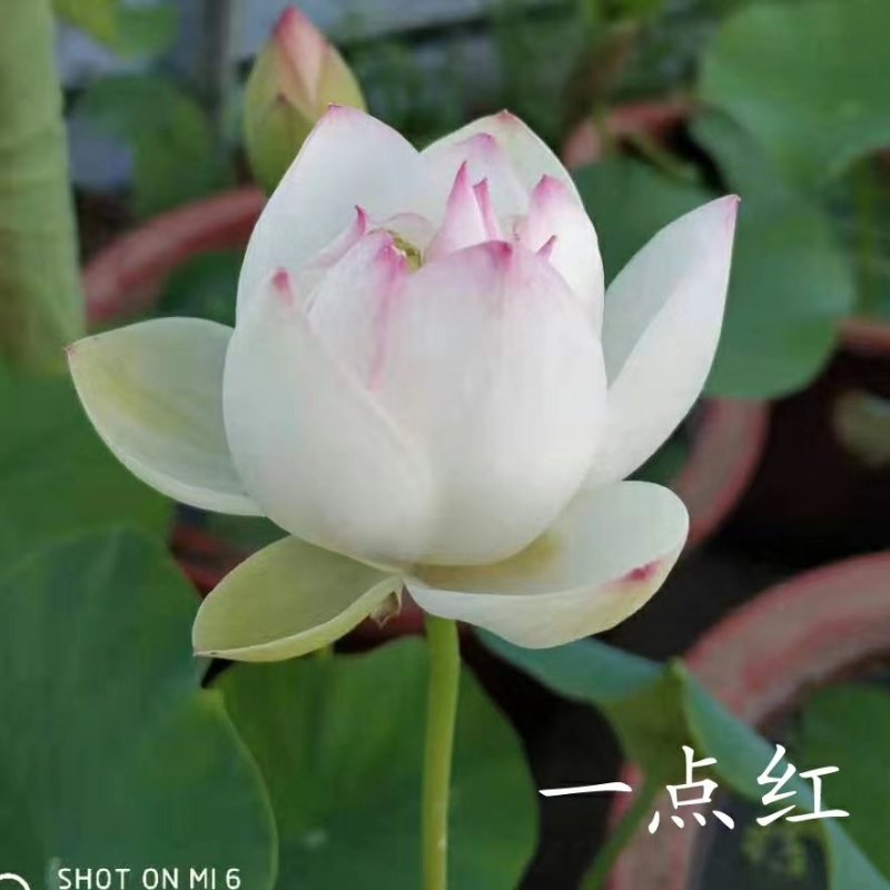 精品荷花苗品种优良，花色繁多，全国发货量大从优