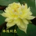 精品荷花苗品种优良，花色繁多，全国发货量大从优