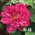精品荷花苗品种优良，花色繁多，全国发货量大从优