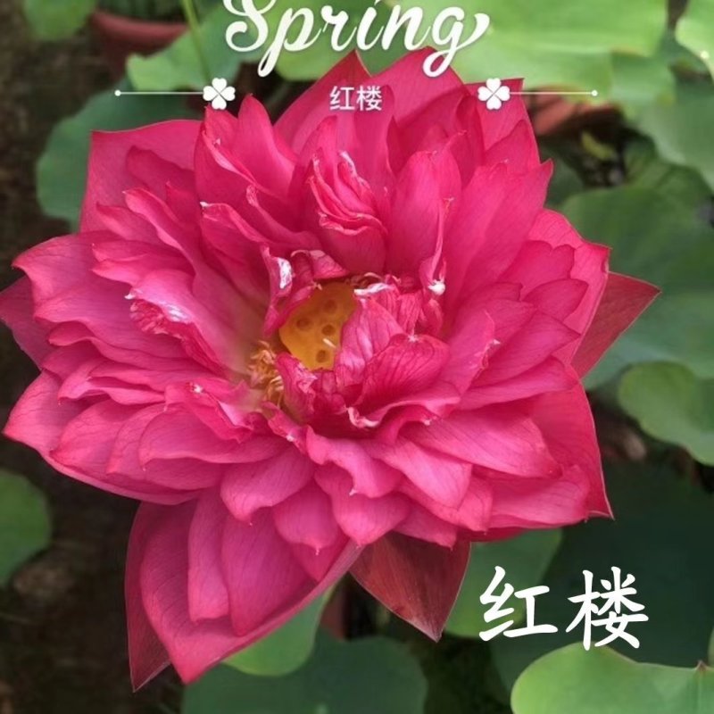精品荷花苗品种优良，花色繁多，全国发货量大从优