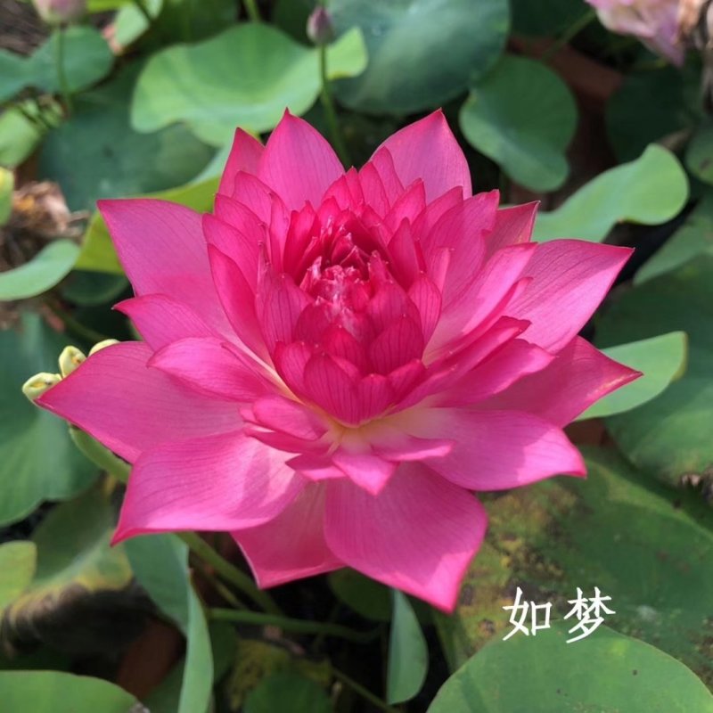 精品荷花苗品种优良，花色繁多，全国发货量大从优