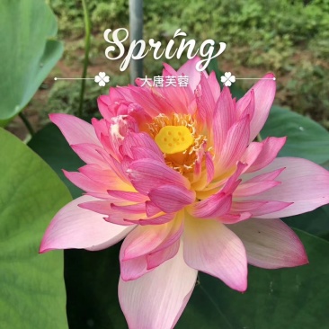 精品荷花苗品种优良，花色繁多，全国发货量大从优