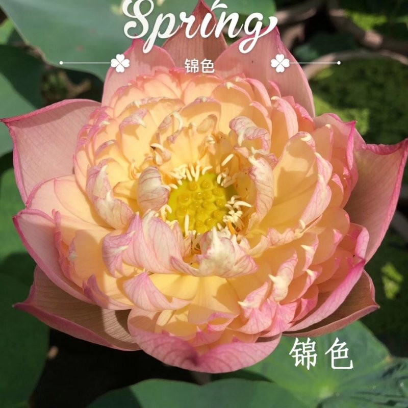精品荷花苗品种优良，花色繁多，全国发货量大从优