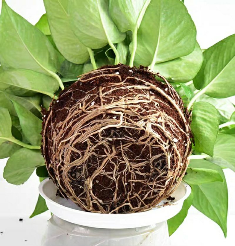 绿萝批发客厅植物装修房吸甲醛绿植好养花卉盆栽四季常绿