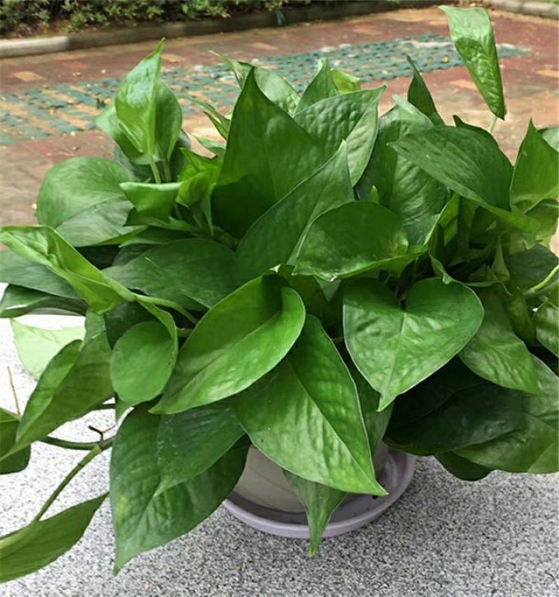 绿萝批发客厅植物装修房吸甲醛绿植好养花卉盆栽四季常绿