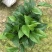 绿萝批发客厅植物装修房吸甲醛绿植好养花卉盆栽四季常绿