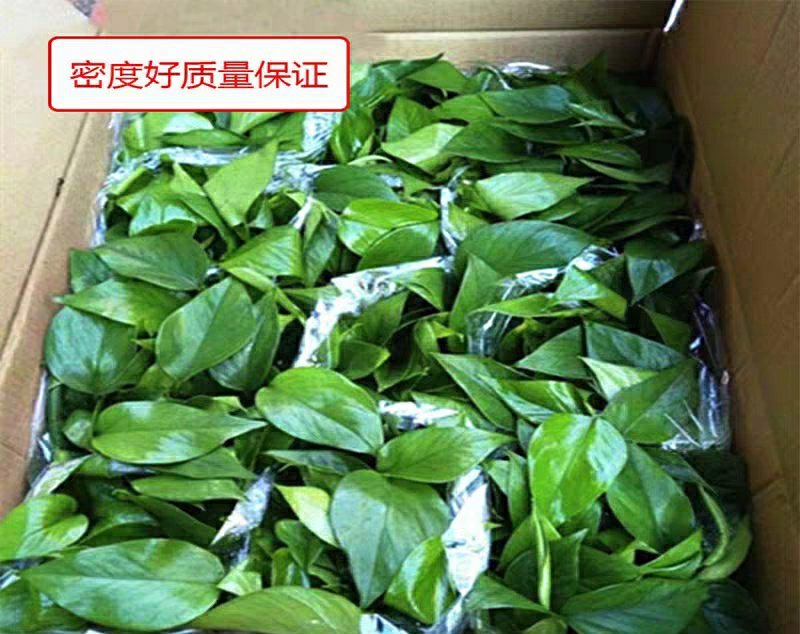 绿萝批发客厅植物装修房吸甲醛绿植好养花卉盆栽四季常绿