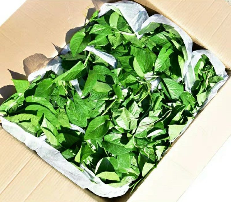 绿萝批发客厅植物装修房吸甲醛绿植好养花卉盆栽四季常绿