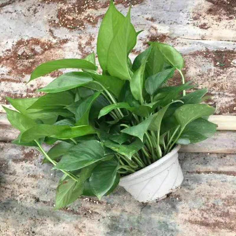 绿萝批发客厅植物装修房吸甲醛绿植好养花卉盆栽四季常绿