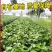 绿萝批发客厅植物装修房吸甲醛绿植好养花卉盆栽四季常绿