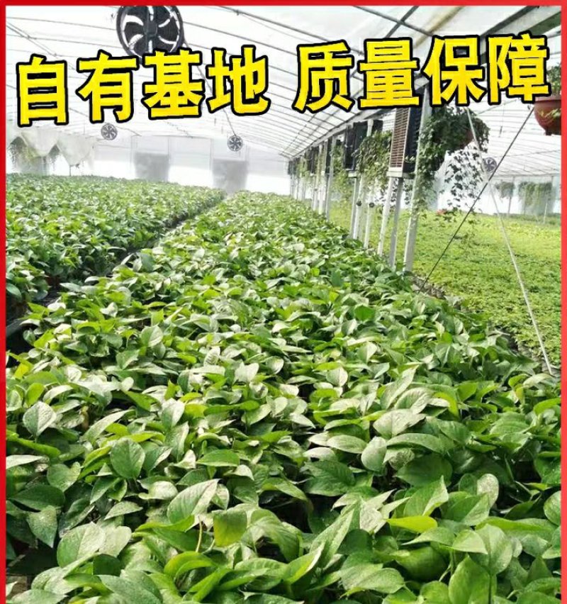 绿萝批发客厅植物装修房吸甲醛绿植好养花卉盆栽四季常绿