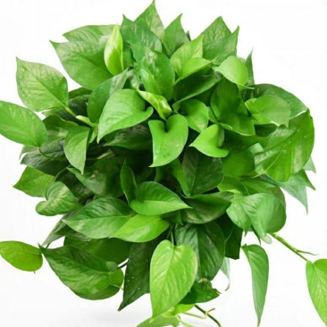 绿萝批发客厅植物装修房吸甲醛绿植好养花卉盆栽四季常绿