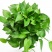 绿萝批发客厅植物装修房吸甲醛绿植好养花卉盆栽四季常绿