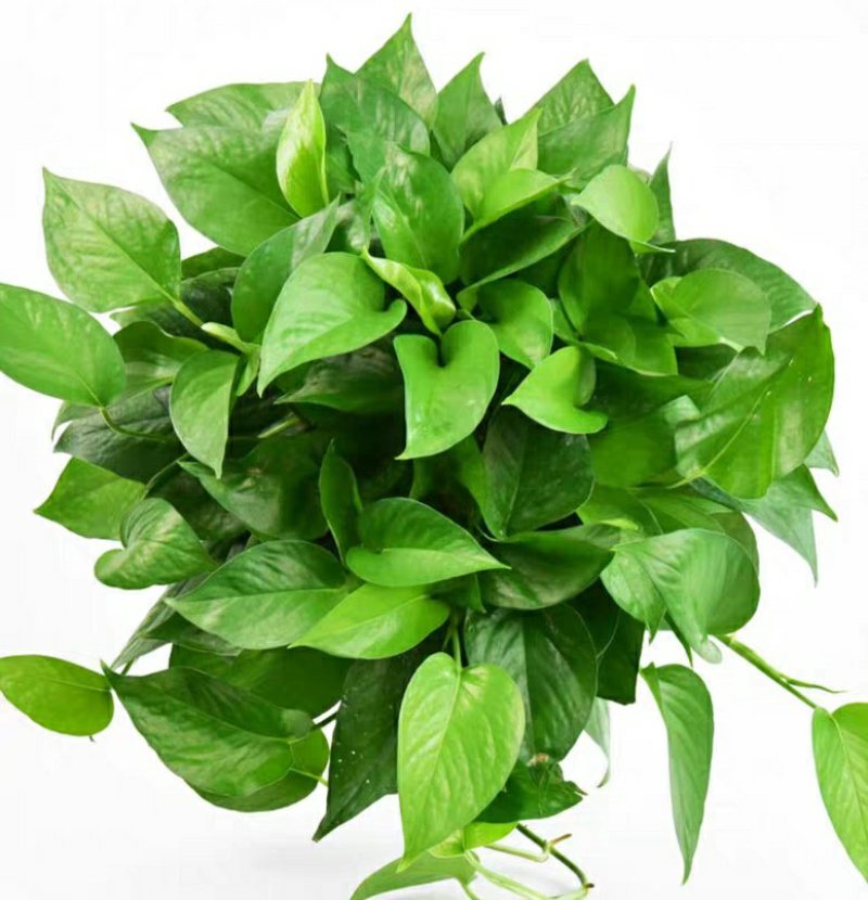 绿萝批发客厅植物装修房吸甲醛绿植好养花卉盆栽四季常绿