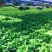 绿萝批发客厅植物装修房吸甲醛绿植好养花卉盆栽四季常绿