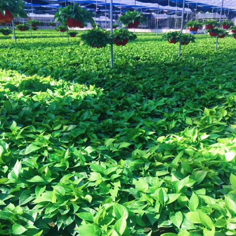 绿萝批发客厅植物装修房吸甲醛绿植好养花卉盆栽四季常绿