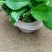 绿萝批发客厅植物装修房吸甲醛绿植好养花卉盆栽四季常绿