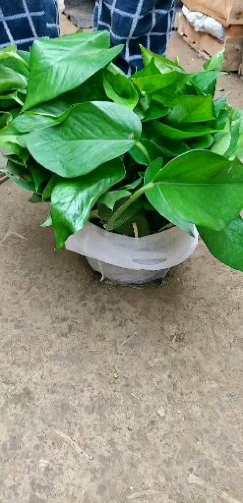 绿萝批发客厅植物装修房吸甲醛绿植好养花卉盆栽四季常绿