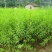 新品种桃树苗油蟠7-7黄金蟠桃苗色泽金黄特大果脆甜油蟠