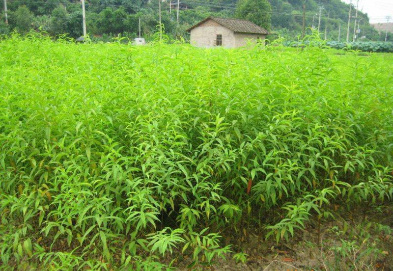 新品种桃树苗油蟠7-7黄金蟠桃苗色泽金黄特大果脆甜油蟠