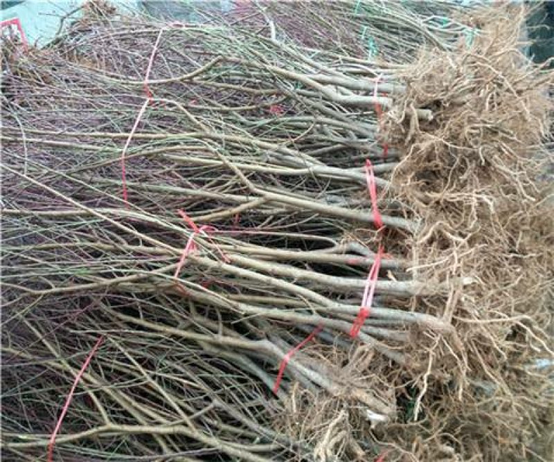 新品种桃树苗油蟠7-7黄金蟠桃苗色泽金黄特大果脆甜油蟠