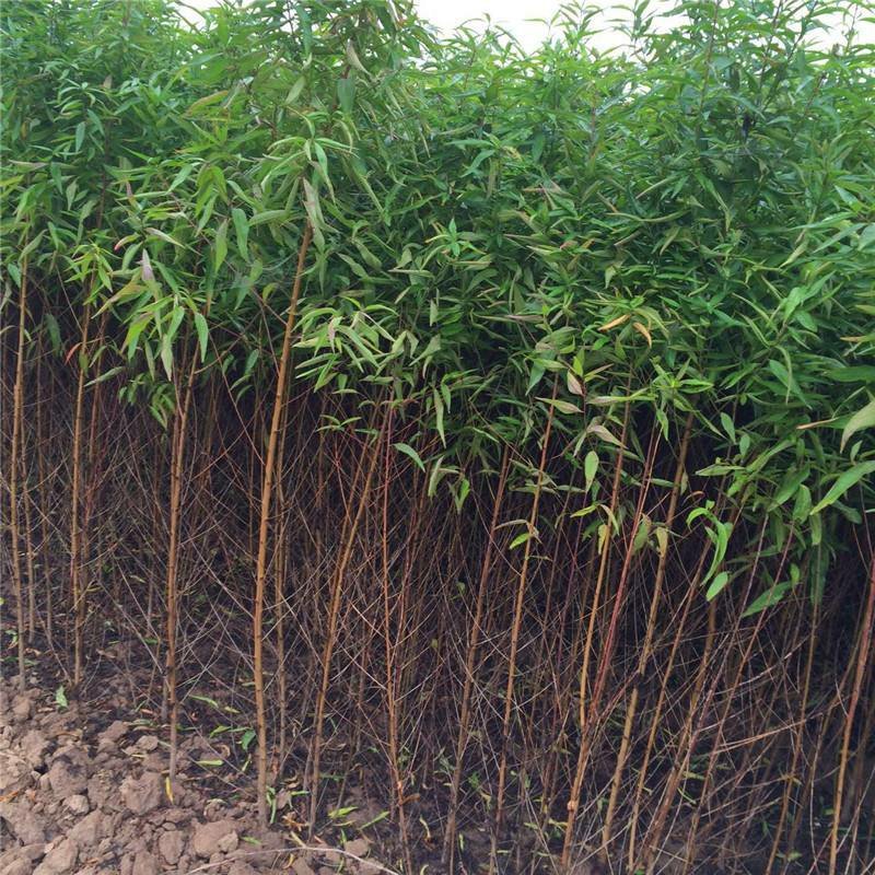 新品种桃树苗油蟠7-7黄金蟠桃苗色泽金黄特大果脆甜油蟠