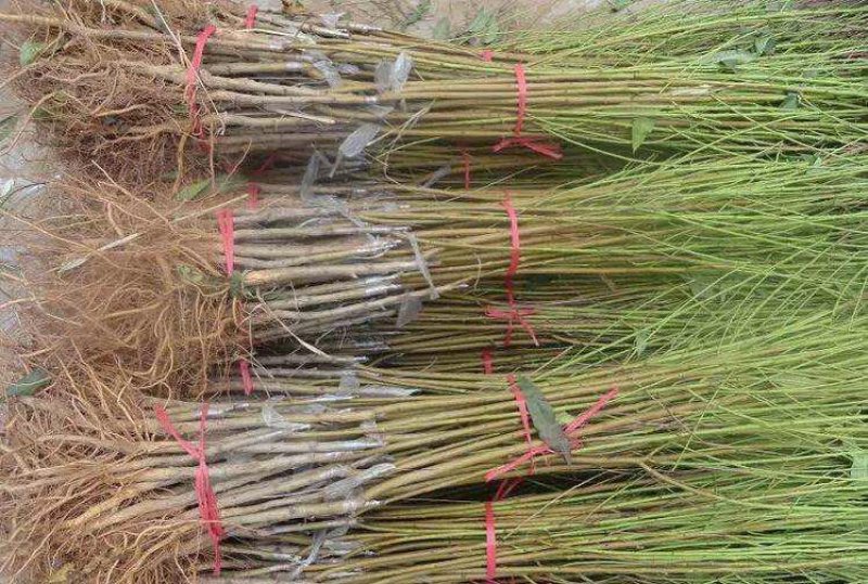 新品种桃树苗油蟠7-7黄金蟠桃苗色泽金黄特大果脆甜油蟠