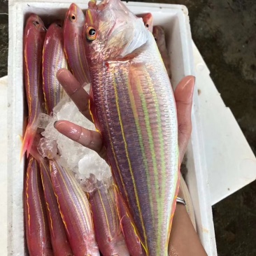 水产钓鱼船金丝鱼。。。。。。。。。。。。。