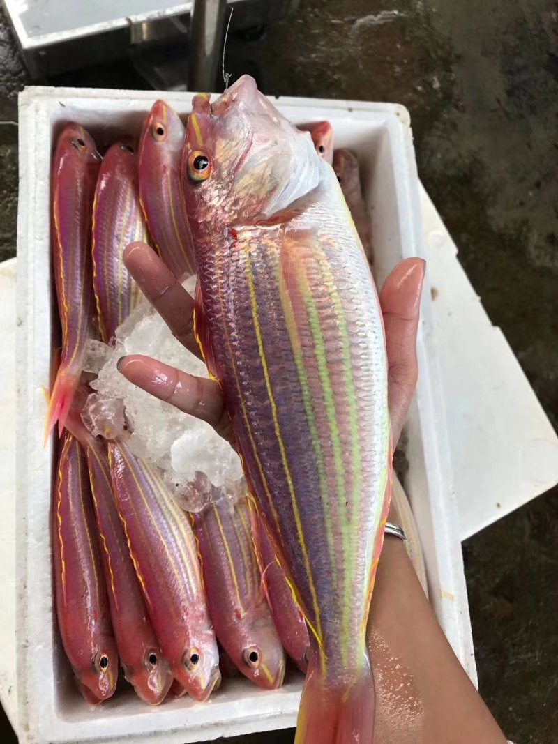 水产钓鱼船金丝鱼。。。。。。。。。。。。。