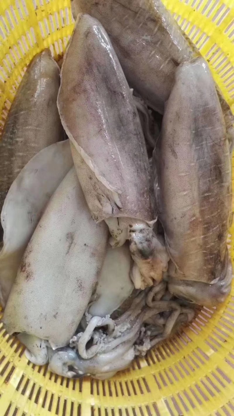 母鱿。。。。。。。。。。。。。。。。。。。。