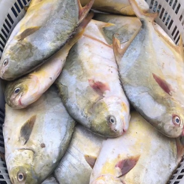 新鲜金昌鱼，本港货。。。