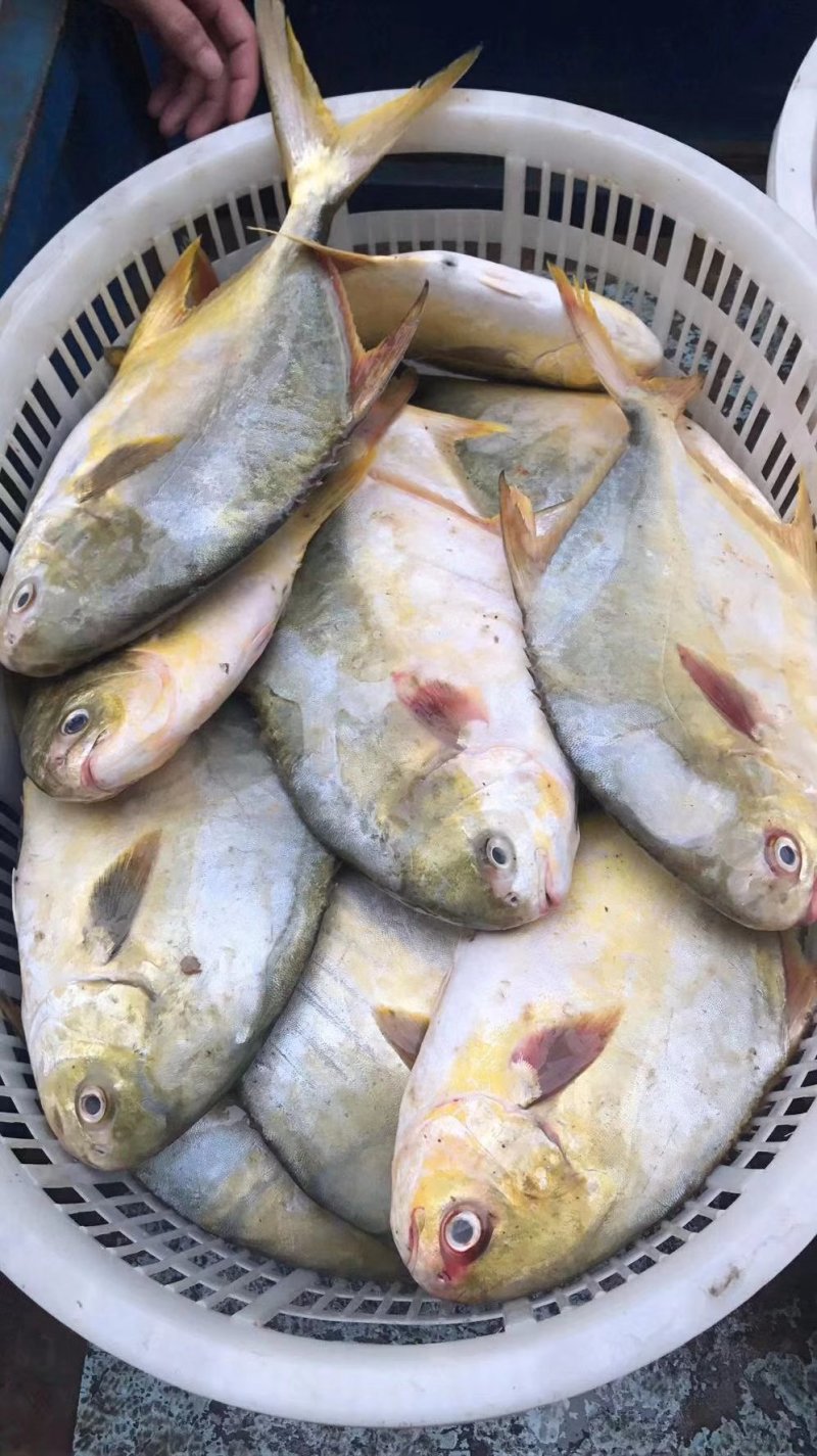 新鲜金昌鱼，本港货。。。