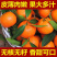 沙糖桔子树苗金桔苗橘子苗盆栽地栽柑橘无核蜜橘丑橘