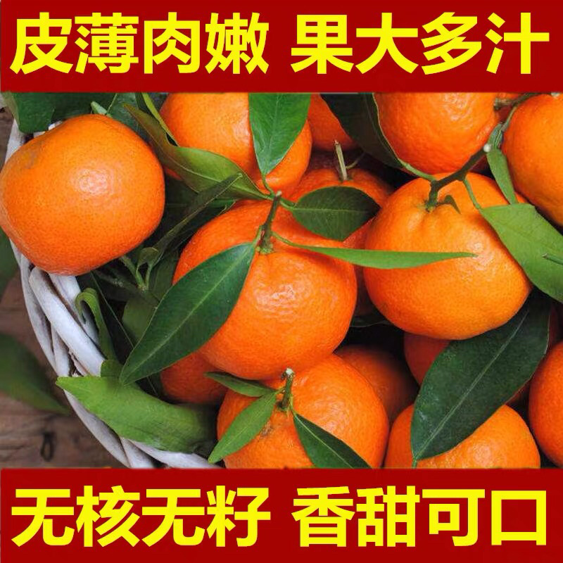 沙糖桔子树苗金桔苗橘子苗盆栽地栽柑橘无核蜜橘丑橘